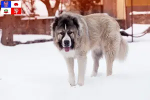 Mehr über den Artikel erfahren Kaukasischer Schäferhund Züchter und Welpen in Vysočina
