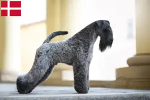 Mehr über den Artikel erfahren Kerry Blue Terrier Züchter und Welpen in Dänemark