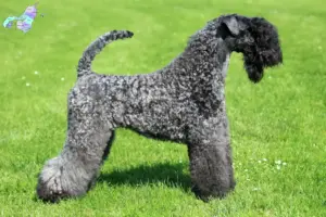 Mehr über den Artikel erfahren Kerry Blue Terrier Züchter und Welpen in Nordjylland
