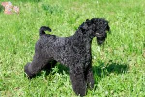 Mehr über den Artikel erfahren Kerry Blue Terrier Züchter und Welpen in Syddanmark