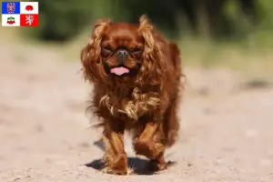 Mehr über den Artikel erfahren King Charles Spaniel Züchter und Welpen in Vysočina