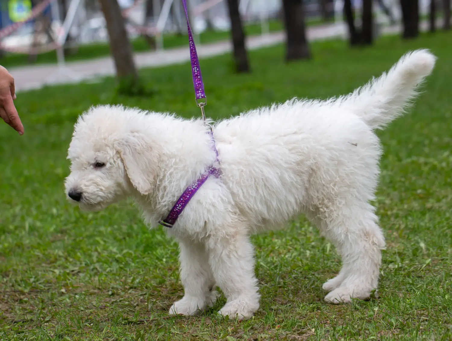 Einen Komondor Welpen zu kaufen, bedeutet Verantwortung zu übernehmen! Komondor Welpen kaufen.