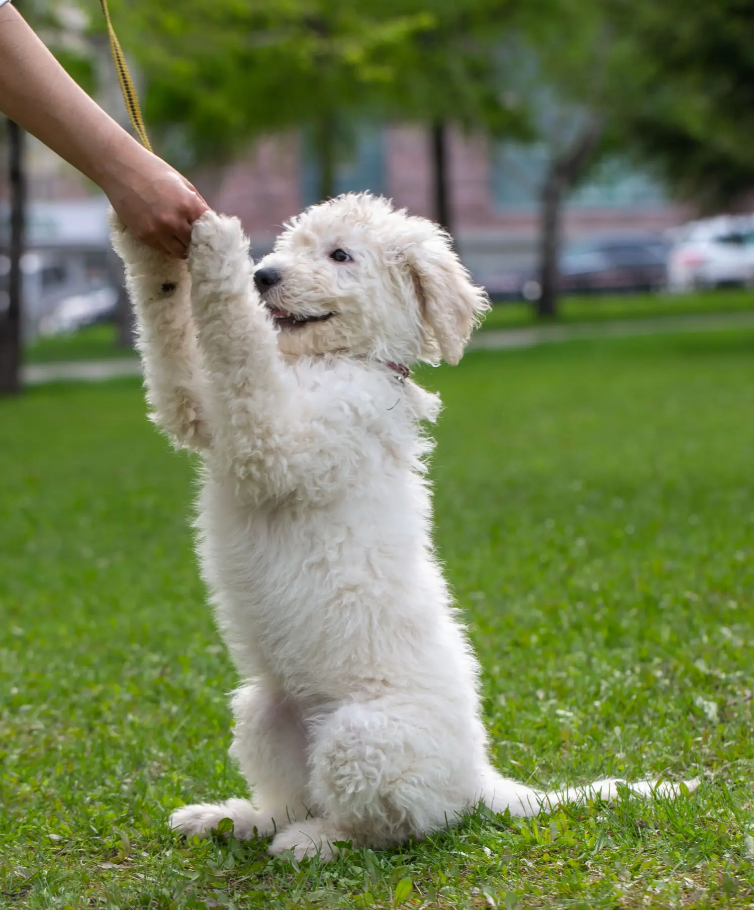 Einen Komondor Welpen zu kaufen, bedeutet Verantwortung zu übernehmen! Komondor Welpen kaufen.