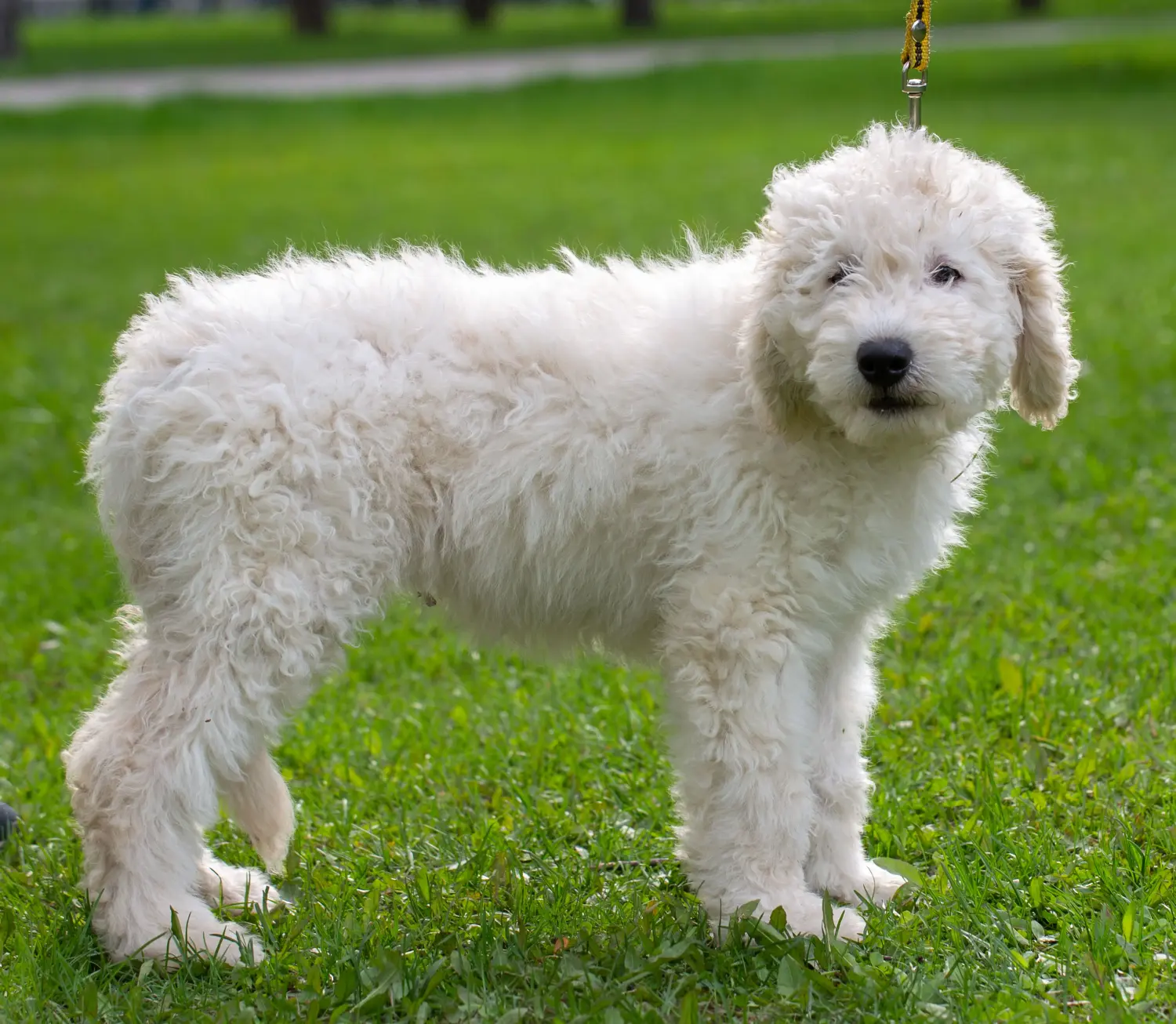 Einen Komondor Welpen zu kaufen, bedeutet Verantwortung zu übernehmen! Komondor Welpen kaufen.