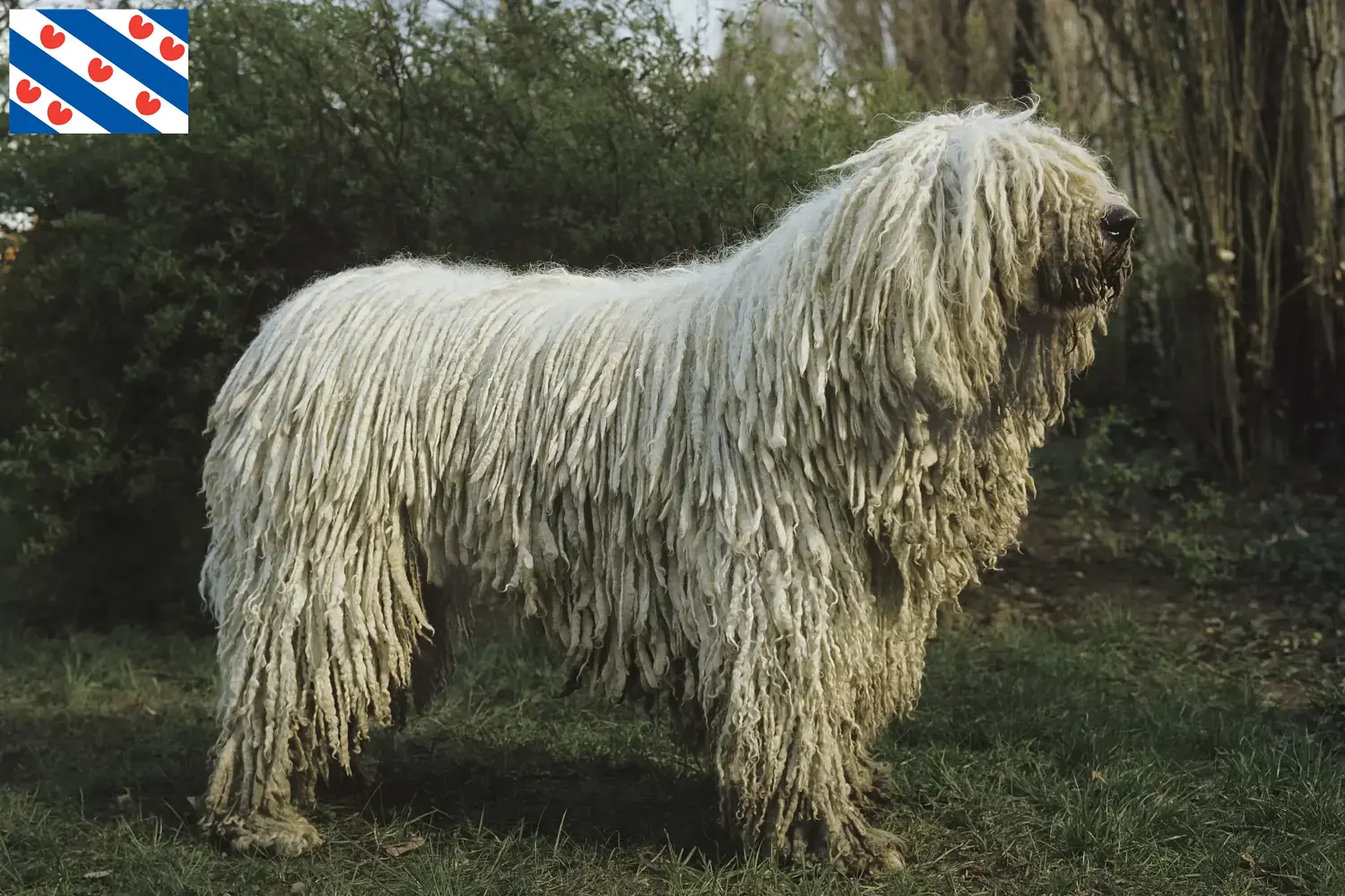 Komondor Welpen und Züchter Friesland Hier findest Du Komondore Züchter in Friesland.