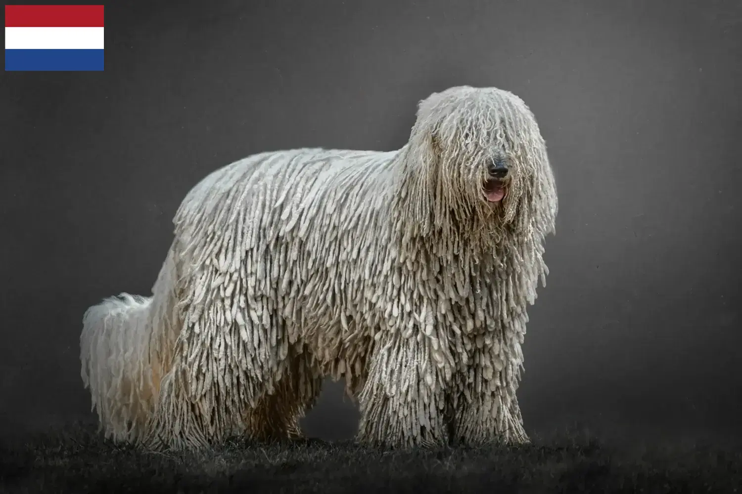 Komondor Welpen und Züchter Niederlande Hier findest Du Komondore Züchter in den Niederlanden.