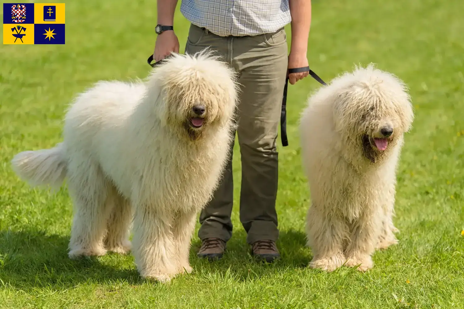 Komondor Welpen und Züchter Zlín Hier findest Du Komondore Züchter in Zlín.