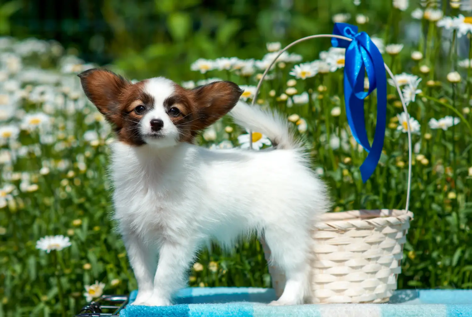 Einen Kontinentalen Zwergspaniel Welpen zu kaufen, bedeutet Verantwortung zu übernehmen! Kontinentaler Zwergspaniel Welpen kaufen.