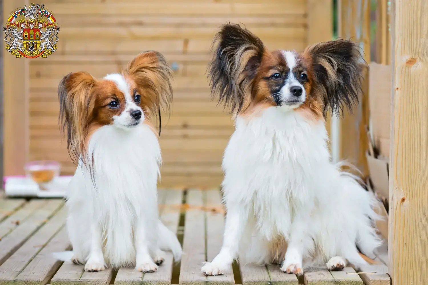 Kontinentaler Zwergspaniel Welpen und Züchter Prag Hier findest Du Kontinentale Zwergspaniels Züchter in Prag.
