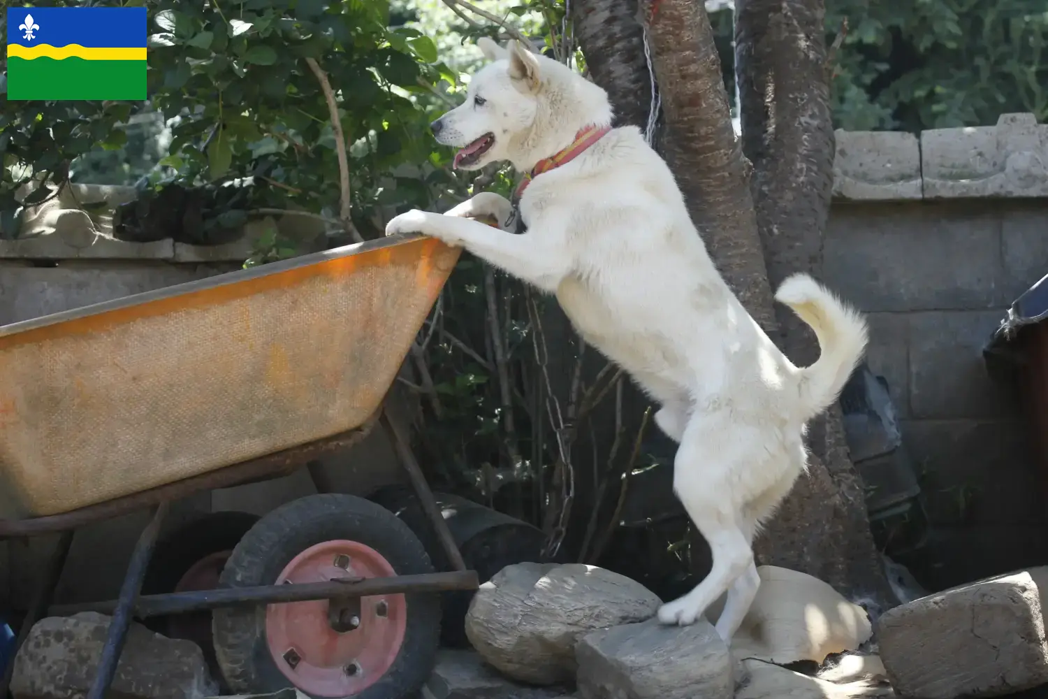 Korea Jindo Dog Welpen und Züchter Flevoland Hier findest Du Korea Jindo Dogs Züchter in Flevoland.