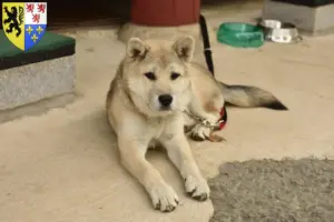 Mehr über den Artikel erfahren Korea Jindo Dog Züchter und Welpen in Hauts-de-France