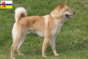 Mehr über den Artikel erfahren Korea Jindo Dog Züchter und Welpen in Limburg