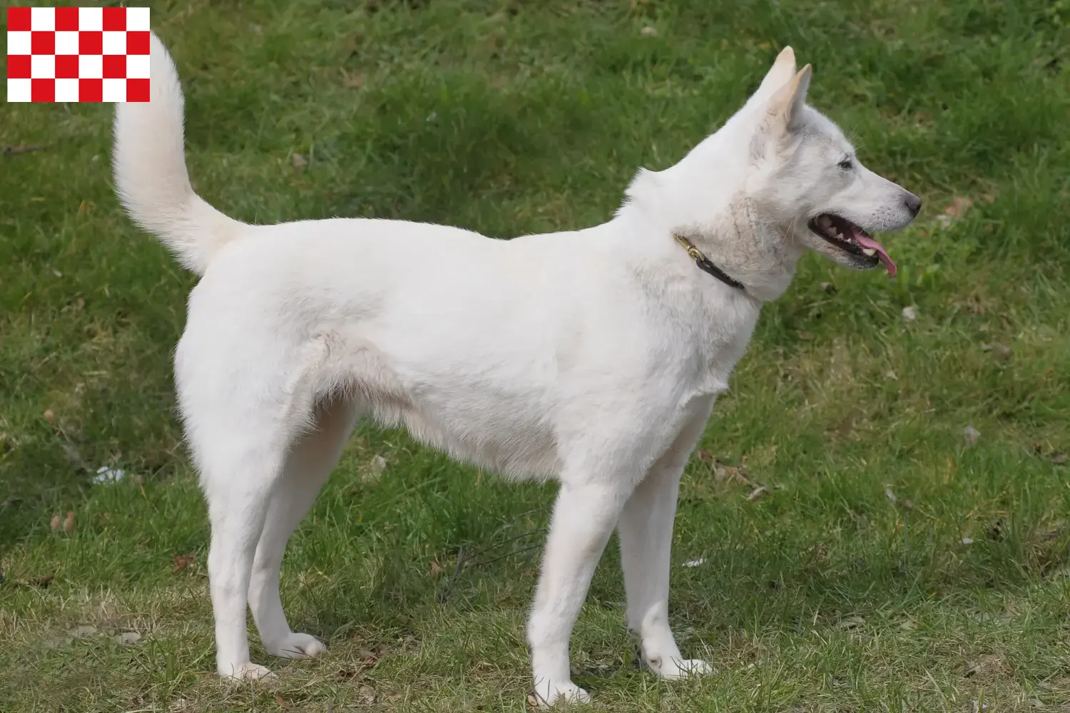 Korea Jindo Dog Welpen und Züchter Nordbrabant Hier findest Du Korea Jindo Dogs Züchter in Nordbrabant.