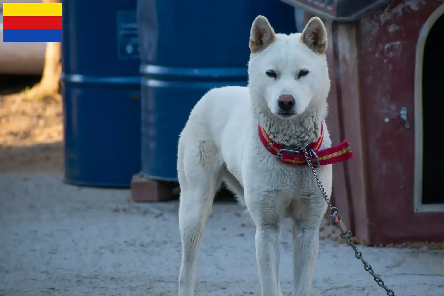 Korea Jindo Dog Welpen und Züchter Nordholland Hier findest Du Korea Jindo Dogs Züchter in Nordholland.