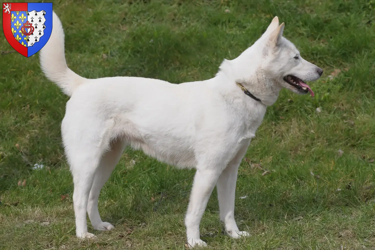 Korea Jindo Dog Welpen und Züchter Pays de la Loire Hier findest Du Korea Jindo Dogs Züchter in Pays de la Loire.