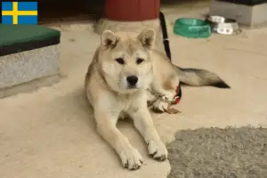 Mehr über den Artikel erfahren Korea Jindo Dog Züchter und Welpen in Schweden