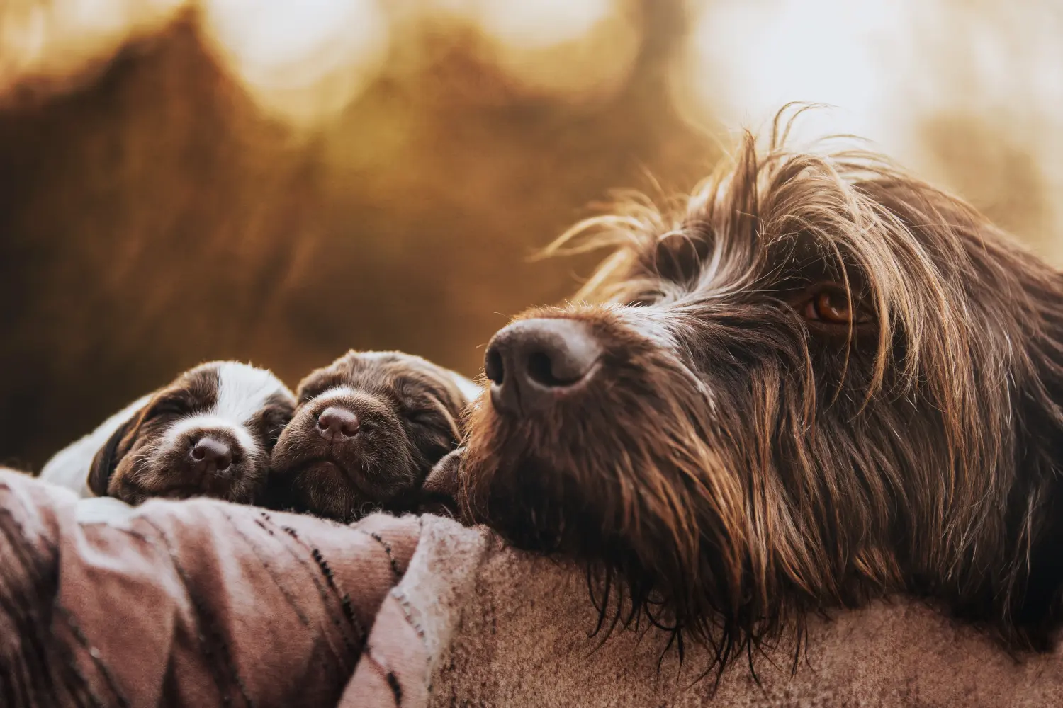 Einen Griffon d’arrêt à poil dur Welpen zu kaufen, bedeutet Verantwortung zu übernehmen! Korthals Griffon Welpen kaufen.