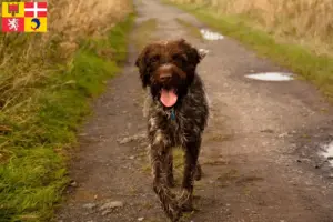 Mehr über den Artikel erfahren Korthals Griffon Züchter und Welpen in Auvergne-Rhône-Alpes