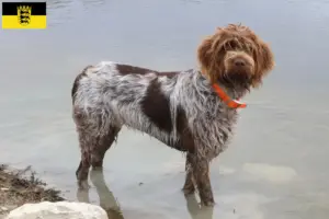 Mehr über den Artikel erfahren Korthals Griffon Züchter und Welpen in Baden-Württemberg