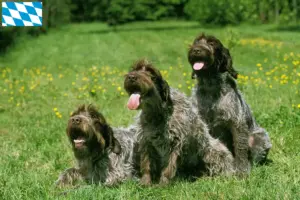 Mehr über den Artikel erfahren Korthals Griffon Züchter und Welpen in Bayern