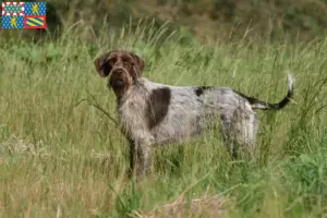 Mehr über den Artikel erfahren Korthals Griffon Züchter und Welpen in Bourgogne-Franche-Comté