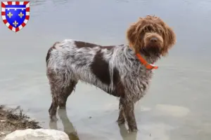 Mehr über den Artikel erfahren Korthals Griffon Züchter und Welpen in Centre-Val de Loire