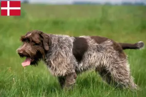 Mehr über den Artikel erfahren Korthals Griffon Züchter und Welpen in Dänemark