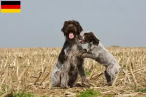 Mehr über den Artikel erfahren Korthals Griffon Züchter und Welpen in Deutschland