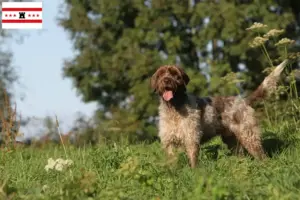 Mehr über den Artikel erfahren Korthals Griffon Züchter und Welpen in Drenthe