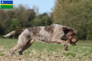 Mehr über den Artikel erfahren Korthals Griffon Züchter und Welpen in Flevoland
