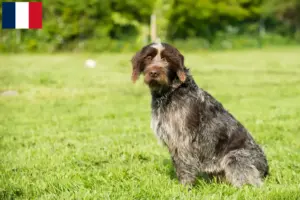 Mehr über den Artikel erfahren Korthals Griffon Züchter und Welpen in Frankreich