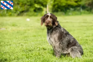 Mehr über den Artikel erfahren Korthals Griffon Züchter und Welpen in Friesland