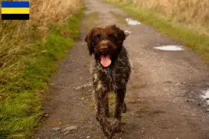 Mehr über den Artikel erfahren Korthals Griffon Züchter und Welpen in Gelderland