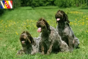 Mehr über den Artikel erfahren Korthals Griffon Züchter und Welpen in Grand Est