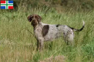 Mehr über den Artikel erfahren Korthals Griffon Züchter und Welpen in Groningen