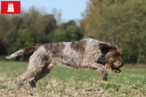 Mehr über den Artikel erfahren Korthals Griffon Züchter und Welpen in Hamburg