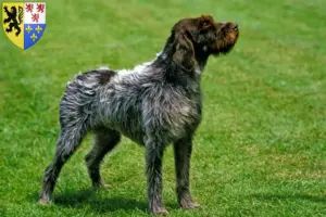 Mehr über den Artikel erfahren Korthals Griffon Züchter und Welpen in Hauts-de-France