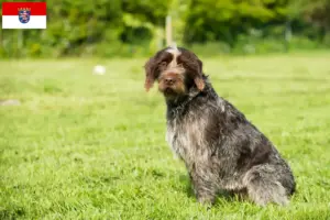 Mehr über den Artikel erfahren Korthals Griffon Züchter und Welpen in Hessen