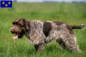 Mehr über den Artikel erfahren Korthals Griffon Züchter und Welpen in Île-de-France