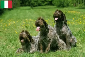 Mehr über den Artikel erfahren Korthals Griffon Züchter und Welpen in Italien