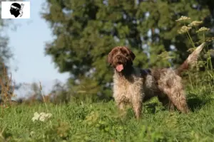 Mehr über den Artikel erfahren Korthals Griffon Züchter und Welpen auf Korsika