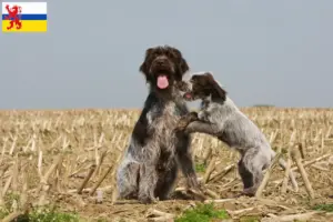 Mehr über den Artikel erfahren Korthals Griffon Züchter und Welpen in Limburg