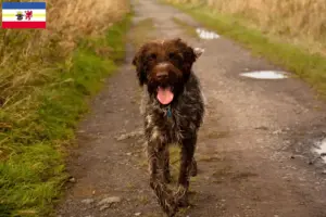 Mehr über den Artikel erfahren Korthals Griffon Züchter und Welpen in Mecklenburg-Vorpommern