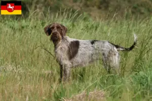 Mehr über den Artikel erfahren Korthals Griffon Züchter und Welpen in Niedersachsen