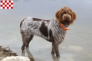 Mehr über den Artikel erfahren Korthals Griffon Züchter und Welpen in Nordbrabant