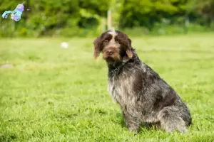 Mehr über den Artikel erfahren Korthals Griffon Züchter und Welpen in Nordjylland