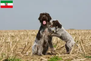 Mehr über den Artikel erfahren Korthals Griffon Züchter und Welpen in Nordrhein-Westfalen