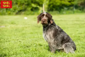 Mehr über den Artikel erfahren Korthals Griffon Züchter und Welpen in der Normandie