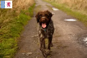 Mehr über den Artikel erfahren Korthals Griffon Züchter und Welpen in Nouvelle-Aquitaine