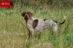 Mehr über den Artikel erfahren Korthals Griffon Züchter und Welpen in Okzitanien